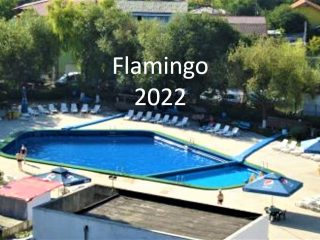 flamingo 2022